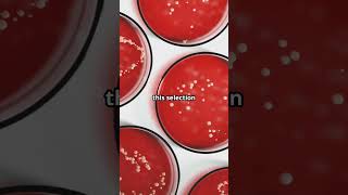 How Bacteria Become Resistant to Antibiotics [upl. by Ferreby]