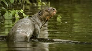 Spotting a Rare Giant Amazon Otter  Deadly 60  Series 2  BBC Earth [upl. by Minny718]