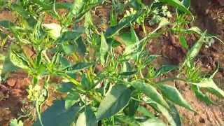 THRIPS amp MITES damage in CHILLIES [upl. by Suiraj]