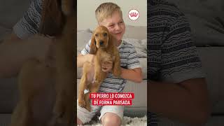 ¿Cómo presentar niños pequeños con perros  Royal Canin [upl. by Estella]