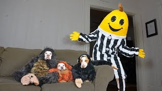 Monkey Dogs vs Giant Banana Prank Funny Dogs Maymo Penny amp Potpie [upl. by Conias867]