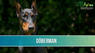 Bondades y Características de la Raza de Perros Doberman  TvAgro por Juan Gonzalo Angel Restrepo [upl. by Flem]