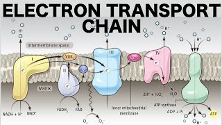 Electron Transport Chain Oxidative Phosphorylation [upl. by Ariane49]