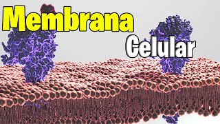 MEMBRANA Plasmatica Estructura y funciones  Endocitosis y Exocitosis [upl. by Erlond]