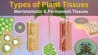 Plant Tissues  Class 9 Tutorial [upl. by Ahsertal]