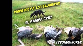 Consejos pa´los Galgueros  El Pampa Cruz [upl. by Favien]