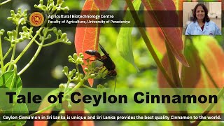 Tale of Ceylon Cinnamon Cinnamomum zeylanicum  Agricultural Biotechnology Centre [upl. by Cynthie]