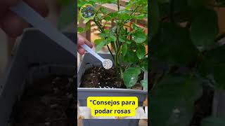 Consejos para podar rosas y hacerlas florecer en otoño [upl. by Ailgna]