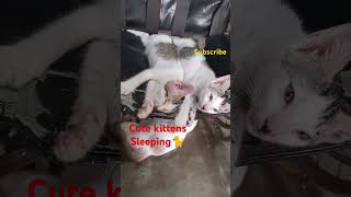 sleepcat sleeping cutecat kittens confortable mypetcat catlover [upl. by Ylyl782]