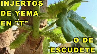 HACER INJERTO DE YEMA EN quotTquot NORMAL O DE ENCUDETE EN ARBOL FRUTAL MORERA  VIVIR EN EL CAMPO [upl. by Jenna101]