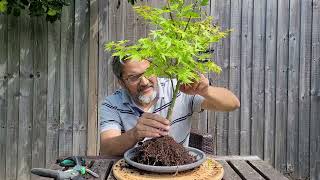 My 2nd Bonsai Video Summergold [upl. by Swirsky]