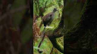 Meet the Lyrebird Nature’s Ultimate Mimic [upl. by Ycnaf]