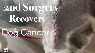 2nd Surgery Recovery for my dog Mast cell tumor [upl. by Ansell]