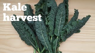 How to harvest kale Cavolo Nero  allotment growing  shokher bagan [upl. by Jenna]