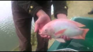 Tilapia vissen bij Toms Creek [upl. by Graf943]