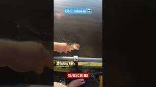 When bass attack 😂 Cool release video Large mouth bass fishing bassangler fishingtechniques [upl. by Nilyahs286]