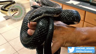 60Second Snakes The Black Rat Snake [upl. by Averell]