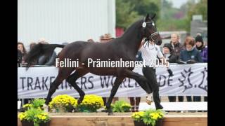 Trakehner Fohlenauktion am 23 Juli 2016 in Hannover [upl. by Artemis]