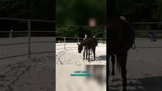 The Real Purpose of Lateral Flexion horseriding horsemanship horsetraining bitlessriding [upl. by Cammie]