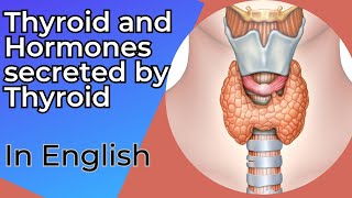 THYROID GLAND  PARATHYROID GLAND  STRUCTURE AND FUNCTIONS  HORMNES OF THYROID IN ENGLISH [upl. by Anecuza]