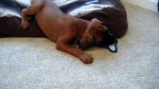 8 WEEK OLD RHODESIAN RIDGEBACK PUPPY PLAYING [upl. by Yrram]