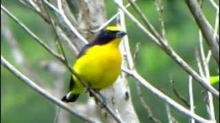 Thickbilled Euphonia  Euphonia laniirostris  Reserva el Paujil Birdwatching [upl. by Aseeral]