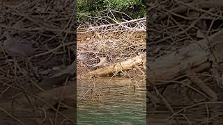 This blue heron has the most awesome camouflage [upl. by Duck782]