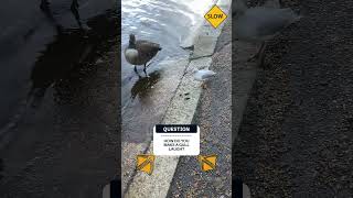 quotA slip a slide and a gulls pride take a divequot  BLACKHEADED GULL Chroicocephalus ridibundus [upl. by Majka932]