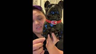 Frenchie Scentsy Warmer [upl. by Ulda]