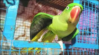 parrot talking short video॥ main mitthu video॥ funny cat videos 2024॥ beautiful parrot video [upl. by Nodearb]