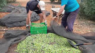 👨‍🌾 APRENDE Cómo RECOGER las ACEITUNAS de los OLIVOS 🌳 Paso a Paso [upl. by Eeliak]