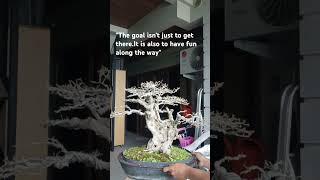 TUGAS BONSAI VITEX PARVIFLORAbonsai subscribe subscribemychannel trendingshorts shorts short [upl. by Adora918]