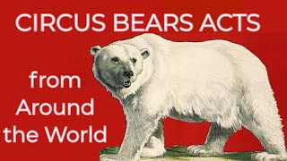 Circus Bears Acts from Around the World Part 1 [upl. by Nocam]