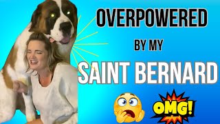 Funny Dog Video  Big Saint Bernard BEFORE Getting Fixed 😲 [upl. by Anyek]