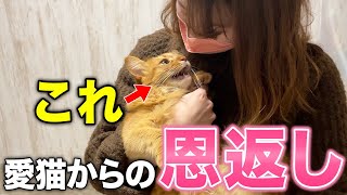 【科学的に証明された】愛猫が飼い主のために知らないうちにしてくれていること11選 [upl. by Rogers278]