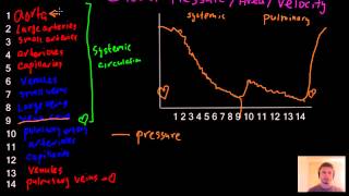 Blood pressure area and velocity graph blood circulation review  MCAT [upl. by Aurore192]