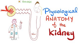 Kidney Physiology  PCT loop of Henle DCT Collecting Ducts [upl. by Atiran]