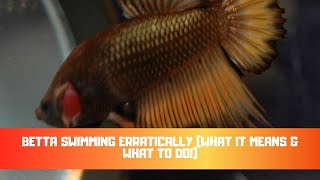 Betta Swimming Erratically What It Means amp What To Do [upl. by Harvey219]