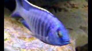 Copadichromis Azureus quotNkhomo Reefquot [upl. by Blackstock]