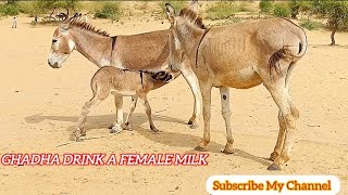 Baby donkeye drink a female milk youtubevideos subscribe [upl. by Akinam]