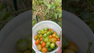 Oct months seasoned last cherry tomato🍅harvestgardencherrytomatoesshortsfeedshotsviralvideoyt [upl. by Yelsnya]