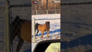 Aggressive Presa Canario Dog and Belgian Malinios Shepherd viral shorts [upl. by Necaj]