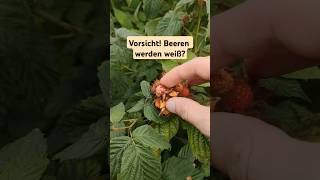 HimbeerenJ Weinbeeren werden weiß warum was tun [upl. by Esil]