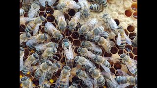 AMAZING LIFE CYCLE OF A QUEEN HONEYBEE  Beekeeping [upl. by Butterfield424]