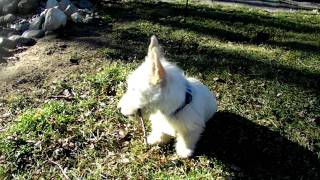 Wheaten Scottish Terrier Puppies [upl. by Severen]