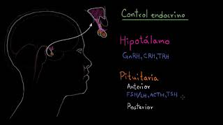 El hipotálamo y la glándula pituitaria  Fisiología del sistema endócrino  Khan Academy en Español [upl. by Harp325]