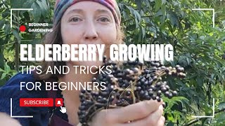 Elderberry growing tips and tricks for beginners  Small space gardening [upl. by Urana]