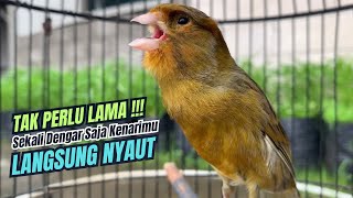 kicau kenari gacor panjang JITU PANCINGAN KENARI AGAR BUNYI JADIKAN BURUNG KENARI GACOR EMOSI [upl. by Carolyne]