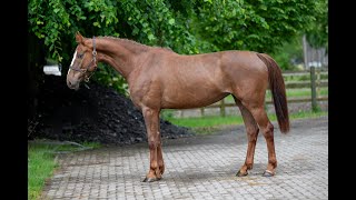 Hester K Z High Big Andi K x Taloubet Z  Mare 2019 [upl. by Ahilam999]