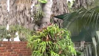 Adrian Bromeliads Part 4 [upl. by Noryahs]